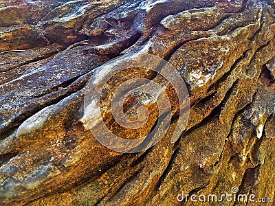 Teak wood Stock Photo